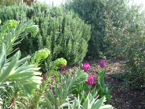 Rosa gigantea cinese